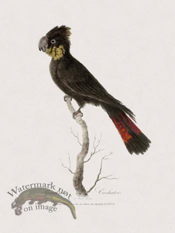 3 New Holland Caffowary